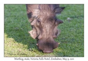 Warthog