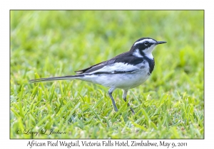 African Pied Wagtail