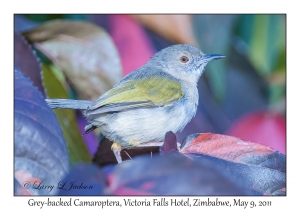 Grey-backed Camaroptera