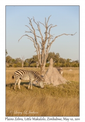 Plains Zebra