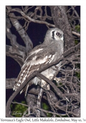 Verreaux's Eagle Owl