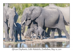 African Elephants