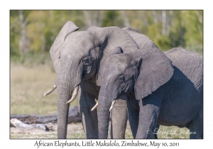 African Elephants