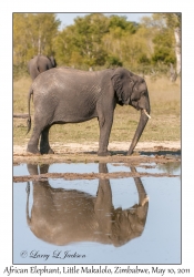 African Elephant