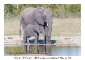 African Elephants