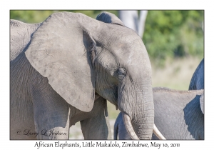 African Elephant