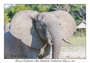 African Elephant