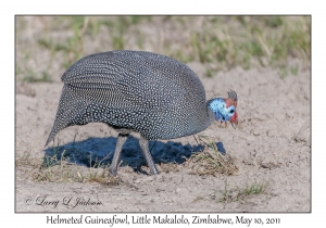 Helmeted Guineafowl