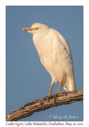 Cattle Egret