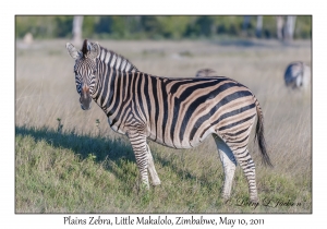 Plains Zebra