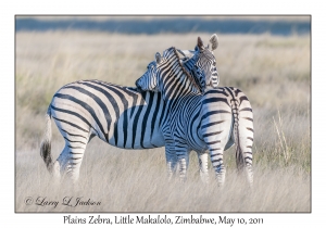 Plains Zebra