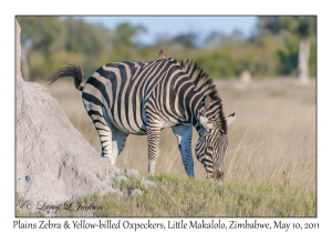 Plains Zebra with Yellow-billed Oxpeckers