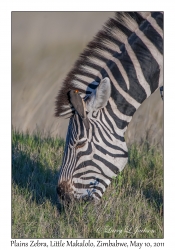 Plains Zebra with Yellow-billed Oxpecker