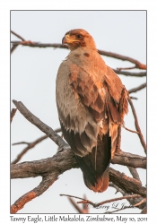 Tawny Eagle