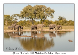 African Elephants