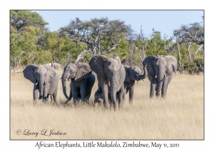 African Elephants