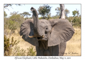 African Elephant