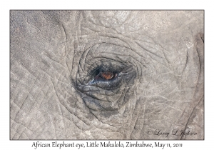 African Elephant eye