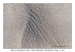 African Elephant skin