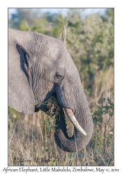 African Elephant