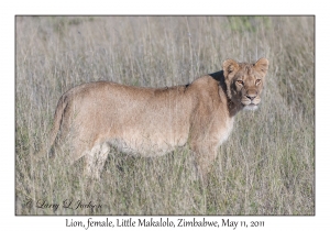 Lion