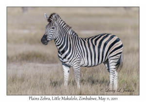 Plains Zebra