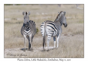 Plains Zebra