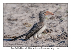 Bradfield's Hornbill