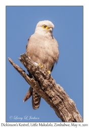 Dickinson's Kestrel