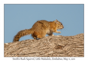 Smith's Bush Squirrel