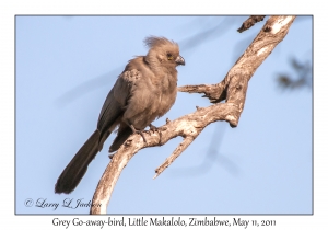 Grey Go-away-bird