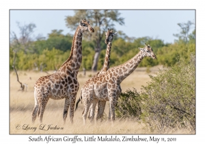 South African Giraffes