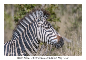 Plains Zebra