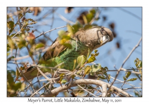 Meyer's Parrot