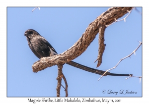 Magpie Shrike