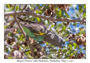 Meyer's Parrot