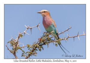 Lilac-breasted Roller