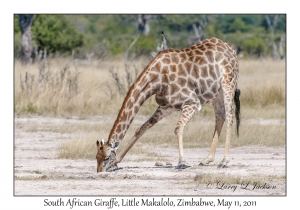 South African Giraffe