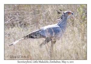 Secretarybird