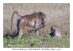 Chacma Baboons