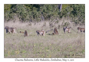 Chacma Baboons