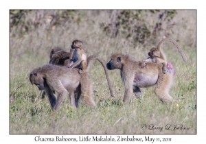 Chacma Baboons