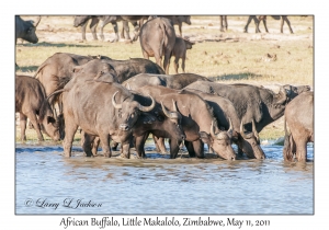 African Buffalo