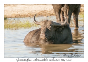 African Buffalo