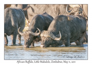 African Buffalo