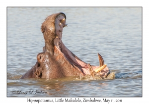 Hippopotamus