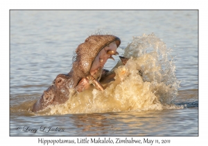 Hippopotamus