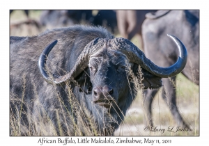 African Buffalo