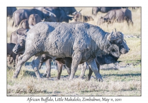 African Buffalo