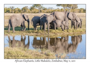 African Elephants